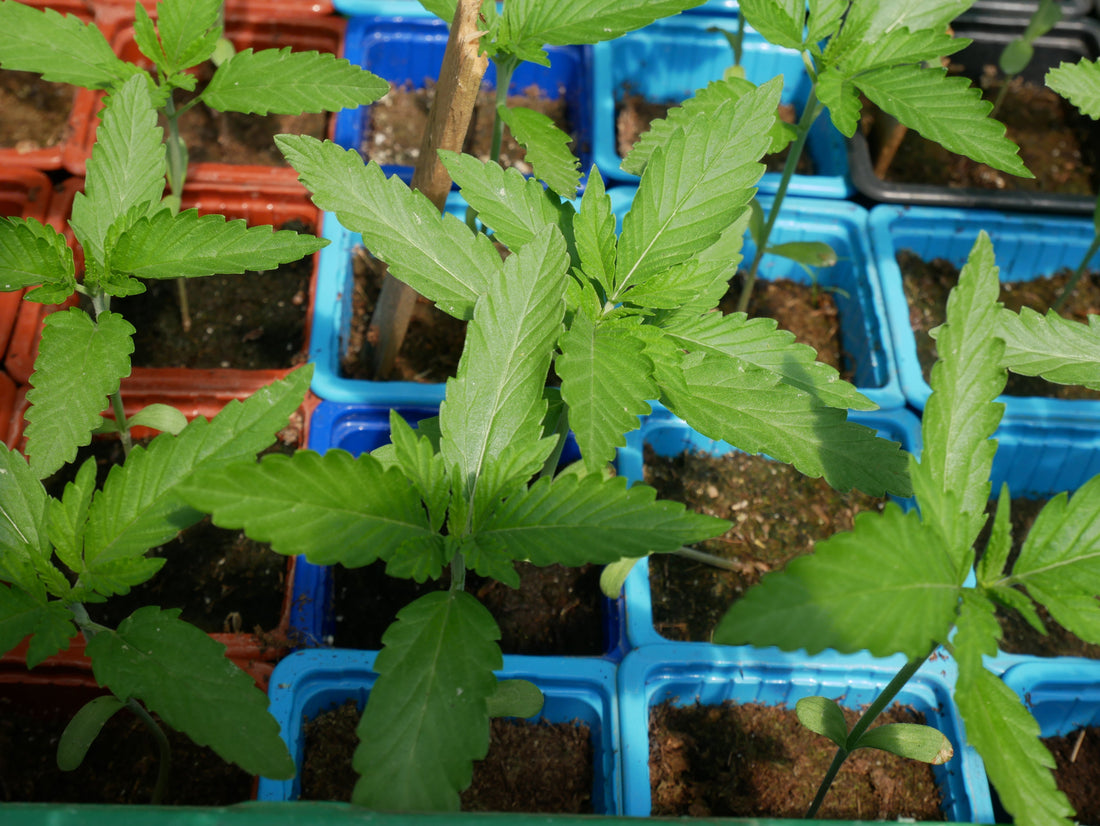 Du semis jusqu'à l'emballage