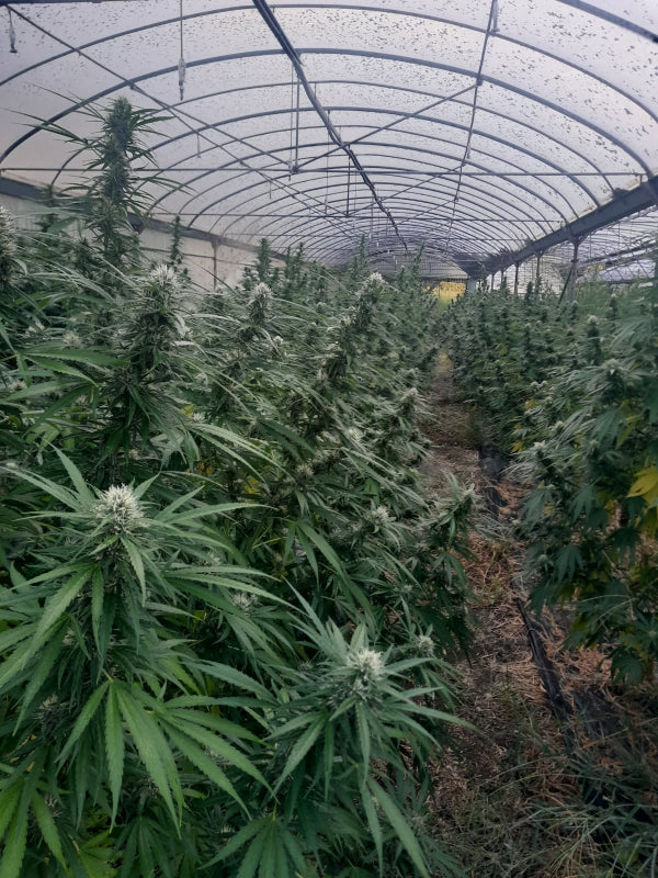 Platinum Panther